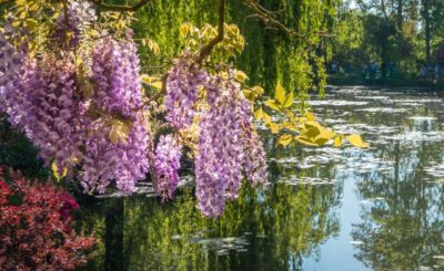 Arbres en fleurs dans le jardin de Claude Monet à Giverny