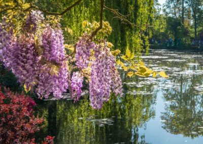 Arbres en fleurs dans le jardin de Claude Monet à Giverny