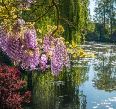 Arbres en fleurs dans le jardin de Claude Monet à Giverny