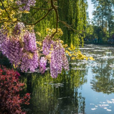 Arbres en fleurs dans le jardin de Claude Monet à Giverny