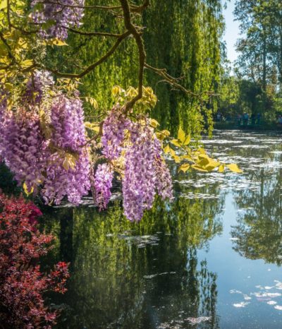 Arbres en fleurs dans le jardin de Claude Monet à Giverny