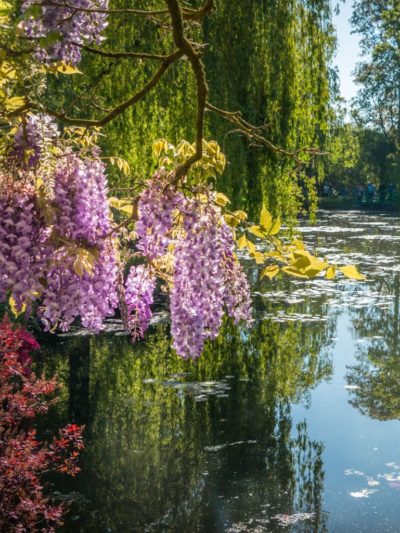 Arbres en fleurs dans le jardin de Claude Monet à Giverny