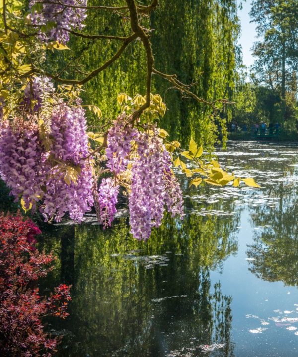 Arbres en fleurs dans le jardin de Claude Monet à Giverny