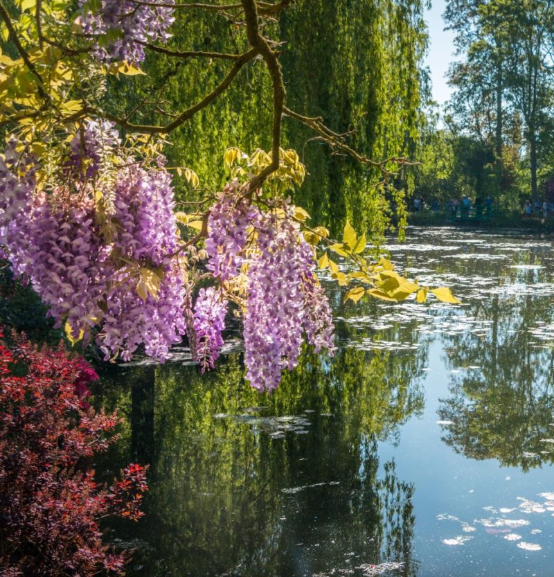Arbres en fleurs dans le jardin de Claude Monet à Giverny