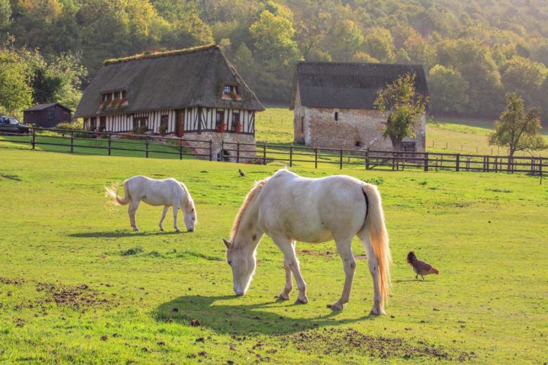 Chaumières normandes et chevaux dans un paysage rural typique en Normandie