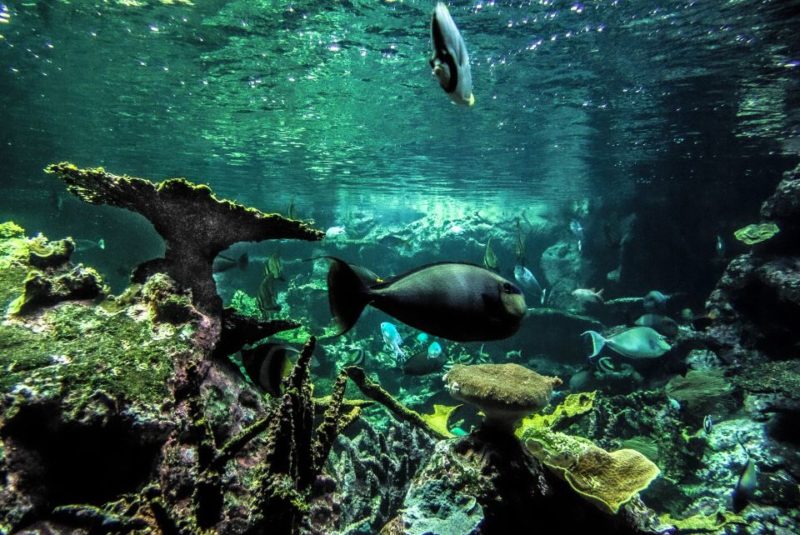 Poissons dans l’aquarium du musée Cité de la Mer