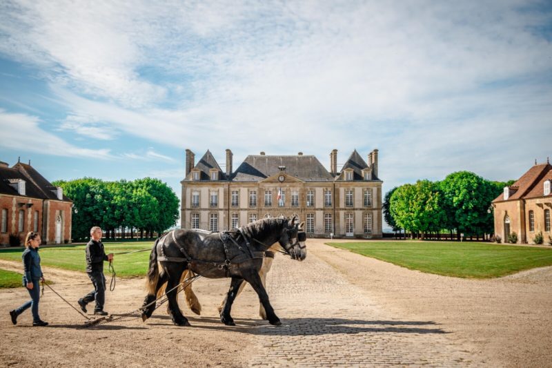 Deux chevaux Percherons attelés en paire devant le château du Haras du Pin