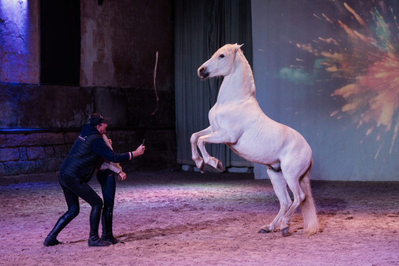 Spectacle équestre, un cheval blanc se cabre face à deux meneurs