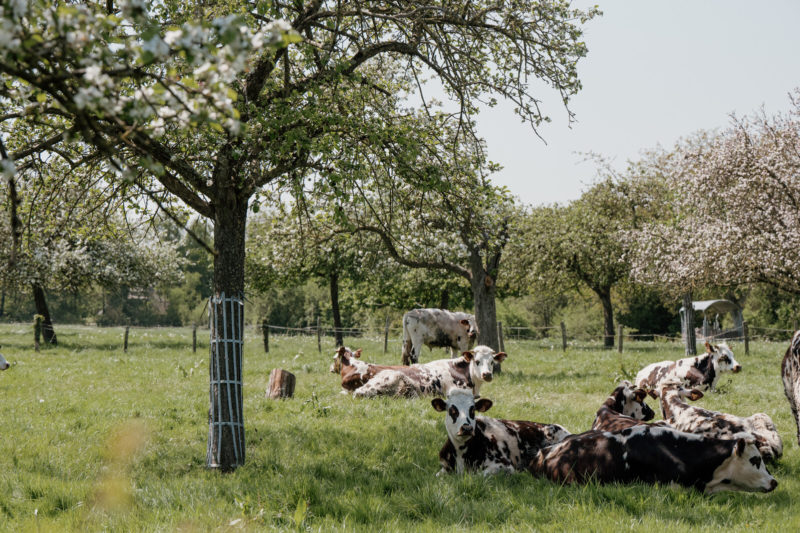 Prairie avec vaches normandes