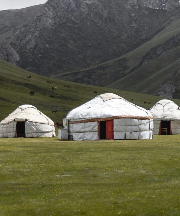 Yourtes mongoles dans une prairie