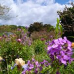 Fleurs des jardins de Monet à Giverny lors d’un séjour en Normandie.