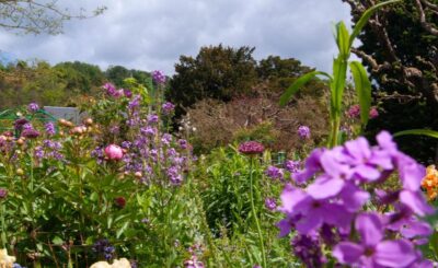 Fleurs des jardins de Monet à Giverny lors d’un séjour en Normandie.