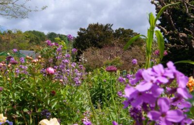 Fleurs des jardins de Monet à Giverny lors d’un séjour en Normandie.
