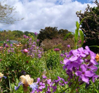 Fleurs des jardins de Monet à Giverny lors d’un séjour en Normandie.