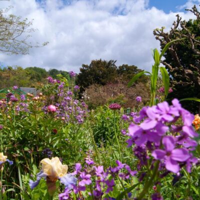 Fleurs des jardins de Monet à Giverny lors d’un séjour en Normandie.