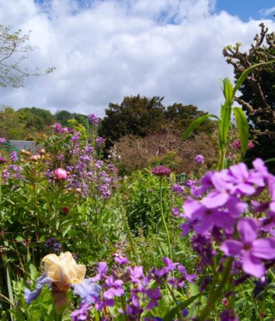 Fleurs des jardins de Monet à Giverny lors d’un séjour en Normandie.