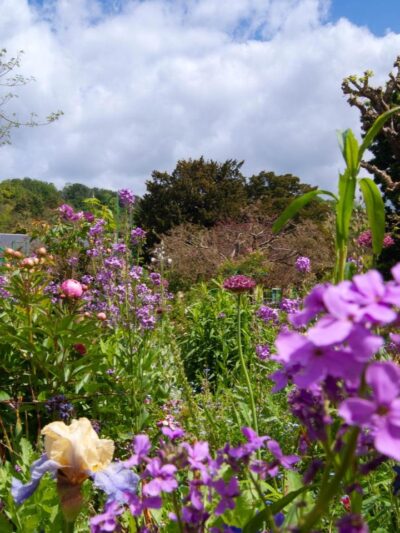 Fleurs des jardins de Monet à Giverny lors d’un séjour en Normandie.