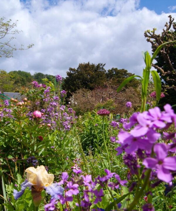 Fleurs des jardins de Monet à Giverny lors d’un séjour en Normandie.