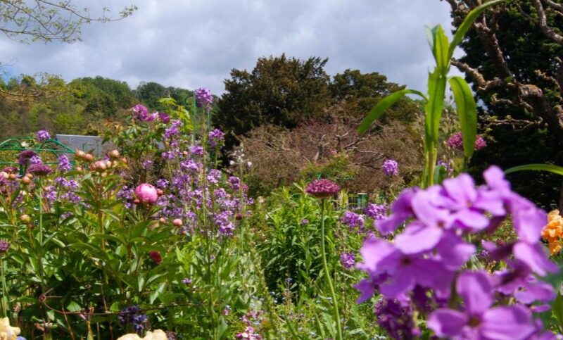 Fleurs des jardins de Monet à Giverny lors d’un séjour en Normandie.